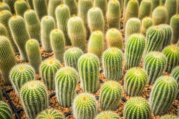 Cactus Nombreuses Variantes Dans Pot Pour Plantation Disposée Rangées Sélectionner — Photo