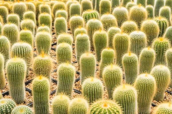 Kaktus Viele Varianten Topf Für Die Pflanzung Reihen Angeordnet Wählen — Stockfoto