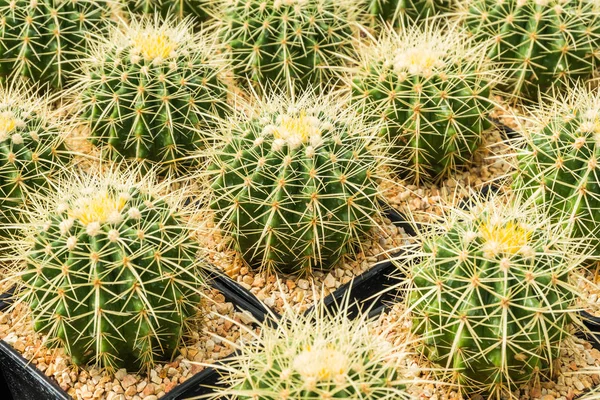 Cactus Nombreuses Variantes Dans Pot Pour Plantation Disposée Rangées Sélectionner — Photo