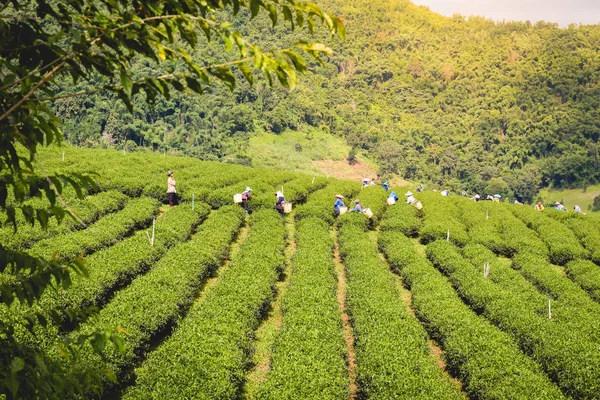 Chiang Rai Tailandia Septiembre Las Mujeres Tribu Hill Tienen Una —  Fotos de Stock