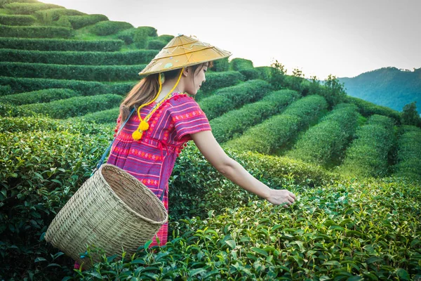 Women in local hill tribe holding young green tea leaves on hill in the evening with sunset ray at Doi Mae Salong Mae Fah Luang Chiang Rai Thailand, agricultural tree plantation.