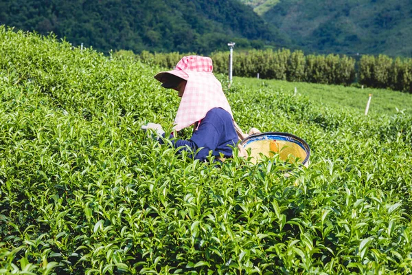 Chiang Rai Tailandia Septiembre Las Mujeres Tribu Hill Tienen Una —  Fotos de Stock