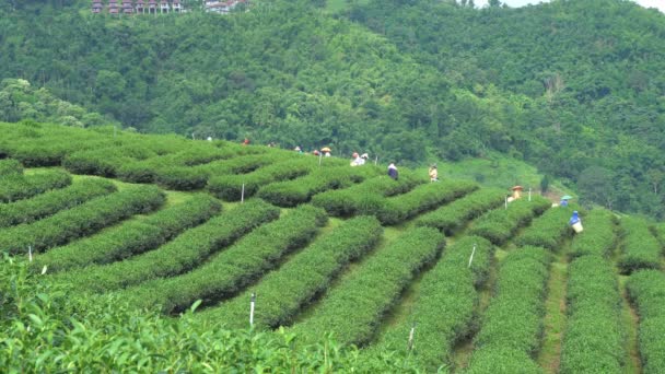 チェンライ 丘の部族女性バスケットを持っている茶葉の紅茶プランテーションの 2018 101 土井メイ Salong チェンライ タイの紅茶プランテーションの — ストック動画