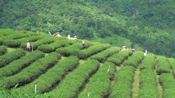 Chiang Rai Tajlandia Września Hill Tribe Kobiety Mają Kosz Liści — Wideo stockowe