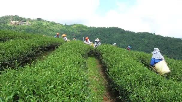 Chiang Rai Tajlandia Września Hill Tribe Kobiety Mają Kosz Liści — Wideo stockowe