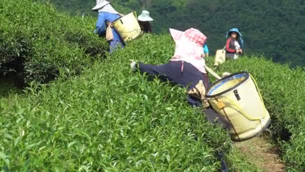 Chiang Rai Tajlandia Września Hill Tribe Kobiety Mają Kosz Liści — Wideo stockowe