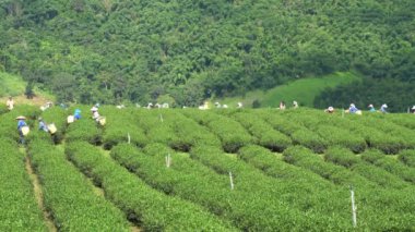 Chiang Rai, Tayland - 25 Eylül: Hill kabile kadınlar çay yaprakları bir sepet çay plantasyon üzerinde 25 Eylül 2018 üzerinde 101 Doi Mae Salong, Chiang Rai, Tayland çay plantasyonunda var.