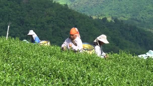 9月25日 山部落妇女有一篮子茶叶在茶树种植园在2018年9月25日在茶种植园在101斯乐 — 图库视频影像