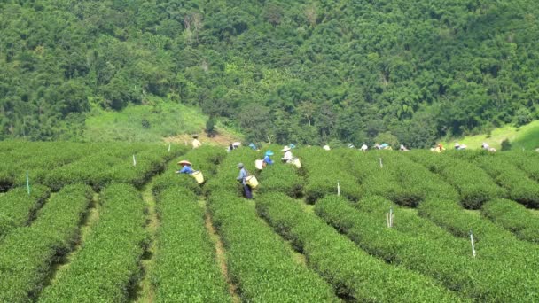 Chiang Rai Tajlandia Września Hill Tribe Kobiety Mają Kosz Liści — Wideo stockowe