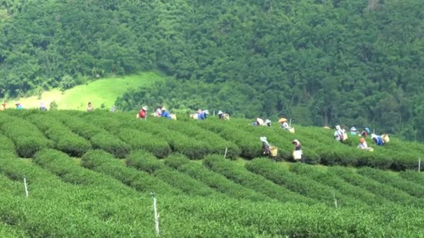 チェンライ 丘の部族女性バスケットを持っている茶葉の紅茶プランテーションの 2018 101 土井メイ Salong チェンライ タイの紅茶プランテーションの — ストック動画