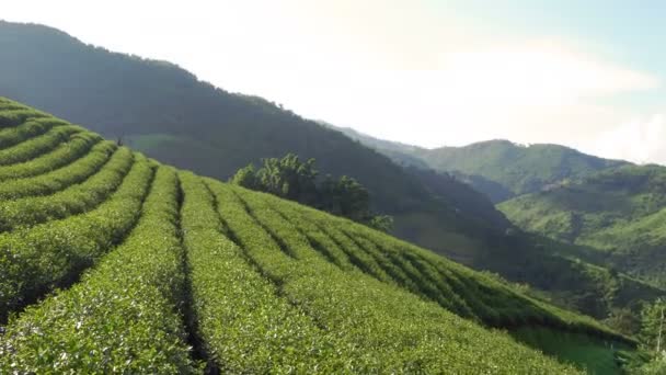 Beautiful Landscape Panorama View 101 Tea Plantation Bright Day Blue — Stock Video