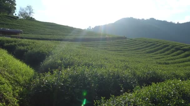 青空の背景 タイの土井メイ Salong ファー ルアン チェンライ県に観光に明るい日の 101 の紅茶プランテーションの美しい風景パノラマ ビュー — ストック動画