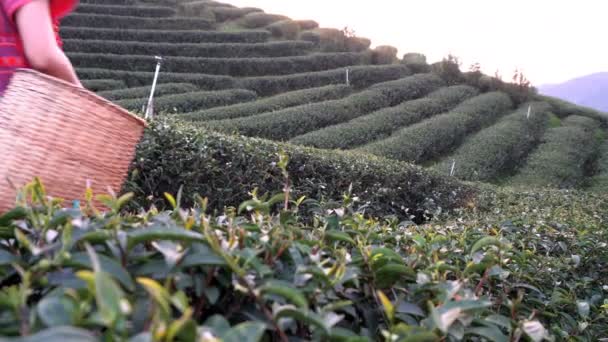 Nők Helyi Hill Tribe Gazdaság Fiatal Zöld Tealevél Dombon Esti — Stock videók