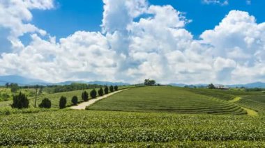 Zaman atlamalı Choui Fong çay plantasyon popüler bir turizm Chiang Rai Tayland olduğunu. Güzel manzara ile hillside plantasyon olduğunu.