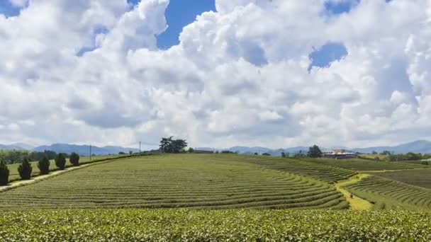 時間の経過 Choui フォン茶畑チェンライ タイの人気の観光地となっています それは美しい風景の丘の中腹にプランテーション — ストック動画