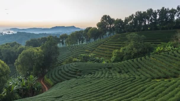 Time Lapse Choui Fong Thee Plantage Een Populaire Toeristische Bestemming — Stockvideo