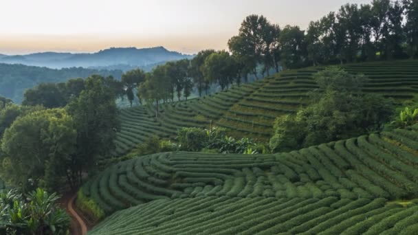 Časová Prodleva Choui Fong Čajové Plantáže Oblíbenou Turistickou Destinací Thajského — Stock video