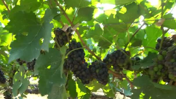 Bando Uvas Vermelhas Frescas Penduradas Vinha Com Luz Solar — Vídeo de Stock