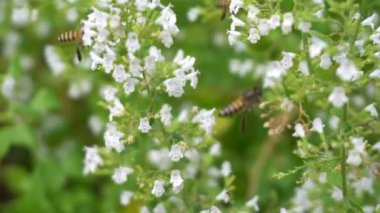 Arı closeup pollinationand çiçek bahçesinde