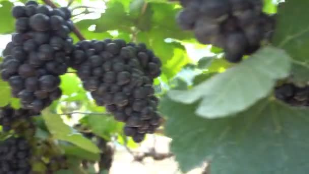 Trossen Van Rode Druiven Opknoping Wijngaard Met Zonlicht — Stockvideo