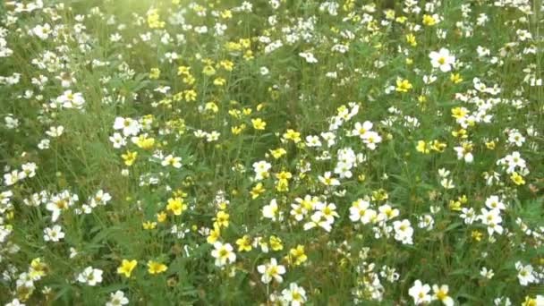 Motion Chamomile Flowers Field Garden Sun Flares Beautiful Nature Scene — Stock Video