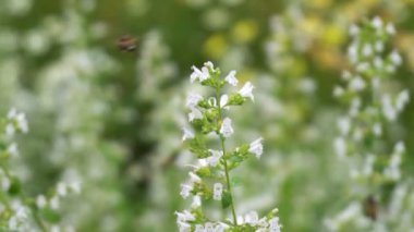 Arı pollinationand çiçek bahçesinde bulunan güneş ışığı. 