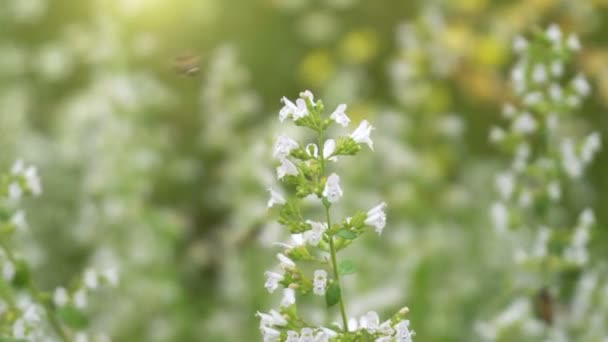 Μέλισσα Pollinationand Λουλούδι Στον Κήπο Φως Του Ήλιου — Αρχείο Βίντεο