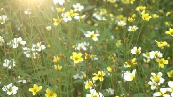 Movimiento Del Campo Flores Manzanilla Jardín Con Destellos Sol Hermosa — Vídeos de Stock