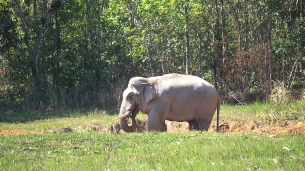 Elefante Mangiare Lecca Sale Nel Khao Yai National Park Nakhon — Video Stock