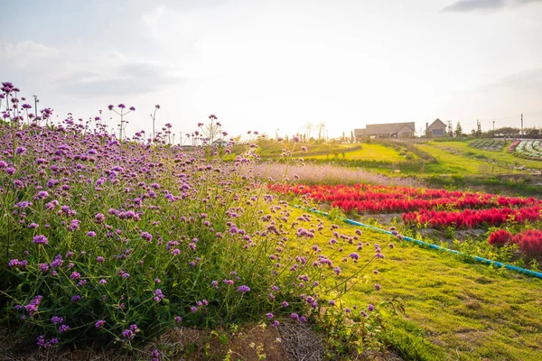 Landscape of blooming lavender and pink red flower field with beautiful house on mountain under the red colors of the summer sunset.