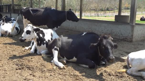 Vacche da latte che dormono in una fattoria. Le vacche da latte sono animali economici . — Video Stock