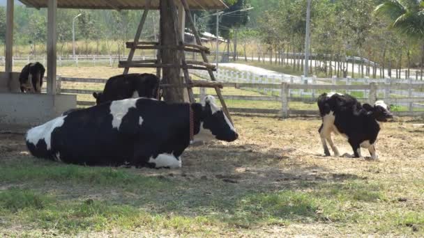 Vacas lecheras durmiendo en una granja. Las vacas lecheras son animales económicos . — Vídeos de Stock