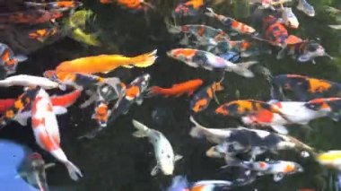 Renkli Koi balık veya sazan balık gölet bahçesinde yüzme