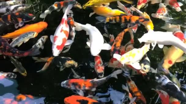 Coloré de poissons Koi ou de poissons carpes nagent dans le jardin de l'étang. Super Slow Motion 240 ips 