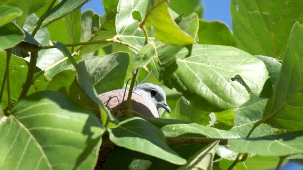 Bird Hatching Nest Tree Big Leaves Hatching Nest Tree Big — Stock Video