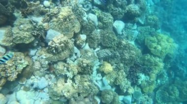 Koh Rang Pig, Mu Koh Chang Ulusal Parkı, Trat Eyaleti, Tayland 'da sığ ve küçük balıklı bir mercan.