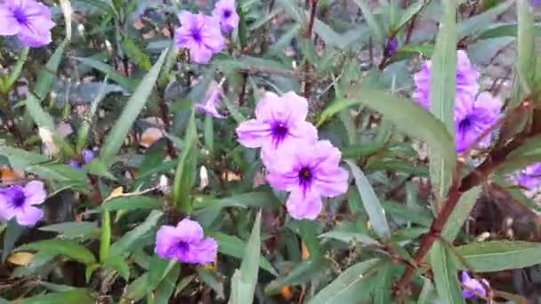 Les Abeilles Pollinisent Les Fleurs Pourpres Par Jour Brillant — Video