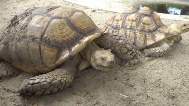 Sulcata Tortoise Ήταν Ξαπλωμένος Στο Πορτοκαλί Έδαφος Κοντά Μια Λακκούβα — Αρχείο Βίντεο