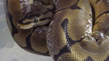Evcil hayvan festivalinde daire şeklinde kıvrılan Python 'un yakın çekimi.