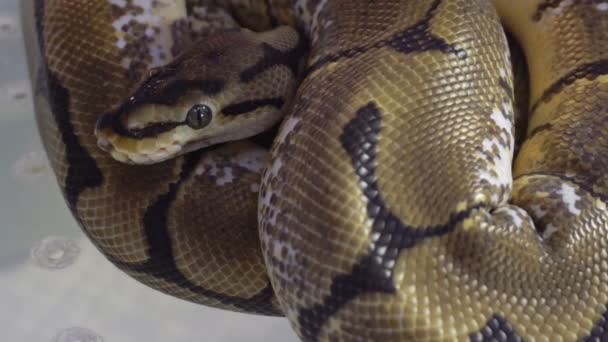 Primer Plano Python Que Acurruca Círculo Festival Mascotas — Vídeo de stock