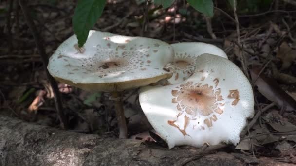 森林深处有一只白色的大蘑菇 — 图库视频影像