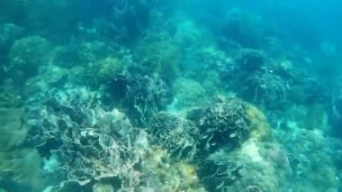 Koh Rang Pig, Mu Koh Chang Ulusal Parkı, Trat Eyaleti, Tayland 'da sığ ve küçük balıklı bir mercan.