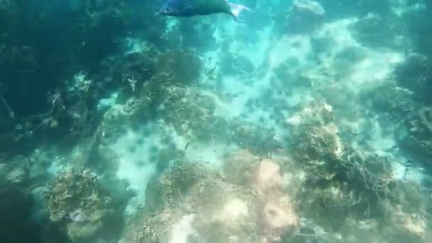 Sekély Vízi Korall Gyönyörű Kis Halakkal Koh Rang Pig Koh — Stock videók
