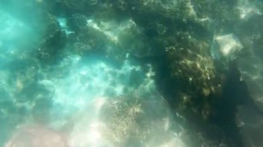 Koh Rang Pig, Mu Koh Chang Ulusal Parkı, Trat Eyaleti, Tayland 'da sığ ve küçük balıklı bir mercan.