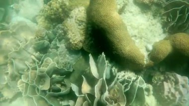 Koh Rang Pig, Mu Koh Chang Ulusal Parkı, Trat Eyaleti, Tayland 'da sığ ve küçük balıklı bir mercan.