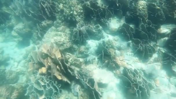 泰国特拉特省穆桂昌国家公园Koh Rang Pig浅水珊瑚和美丽的小鱼 — 图库视频影像