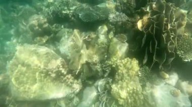 Koh Rang Pig, Mu Koh Chang Ulusal Parkı, Trat Eyaleti, Tayland 'da sığ ve küçük balıklı bir mercan.