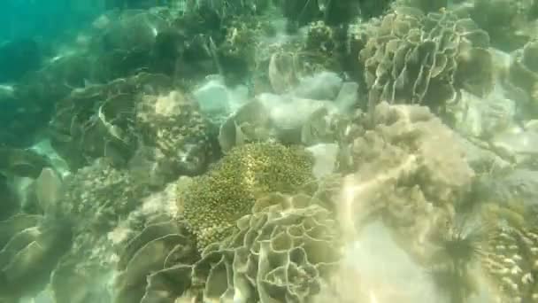 Sekély Vízi Korall Gyönyörű Kis Halakkal Koh Rang Pig Koh — Stock videók