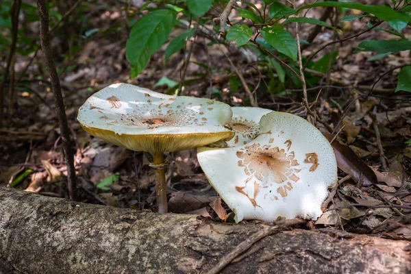 Large White Mushroom Forest — Stock Photo, Image