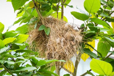 Ağaçtaki çimlerden kuş yuvası. Arka planda doğa..